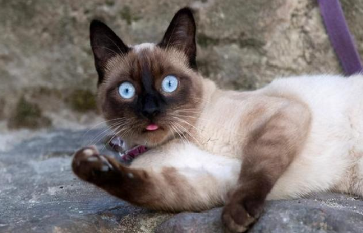 分享养泰国暹罗猫的小技巧（来自泰国暹罗猫怎么养）