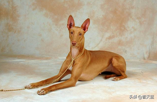 最强的十种猎犬介绍（什么猎犬最好养）