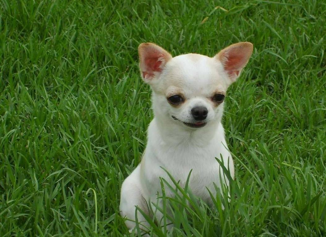 手把手教你鉴别吉娃娃的七大技巧（吉娃娃狗怎么选）