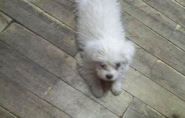 狗狗吃什么食物会导致离世