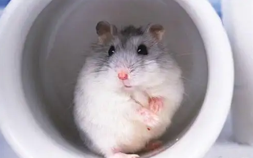 竟然有与国宝同名的仓鼠