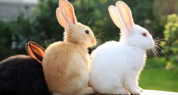 盘点兔子口渴最明显的几个表现