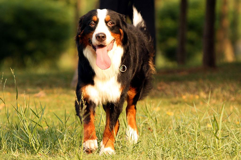 短毛大型犬有哪几种（详解：5种适合家养的大型短毛犬）