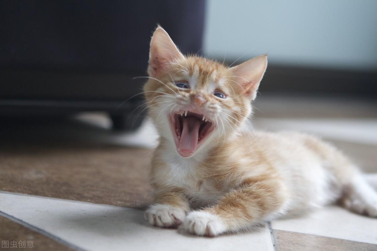 猫瘟到什么程度就治不了了