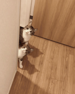 为何“中华田园猫”会被歧视（附：把土猫当宠物养的人都是傻子）