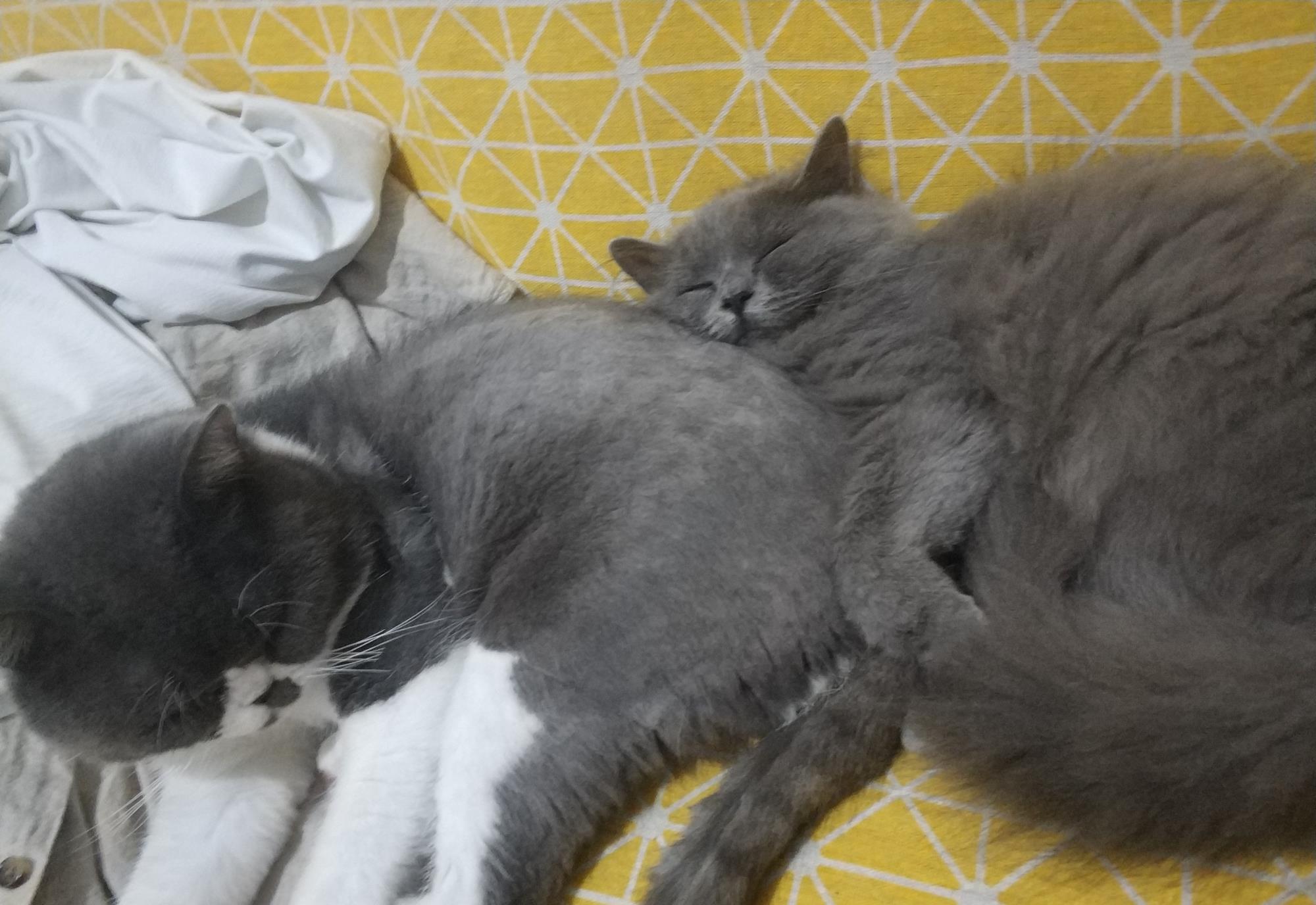 英短猫怎么养比较好（详解：养英短猫的注意事项）