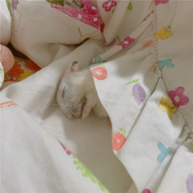 仓鼠离世前与主人的告别（附：仓鼠临死前的征兆）