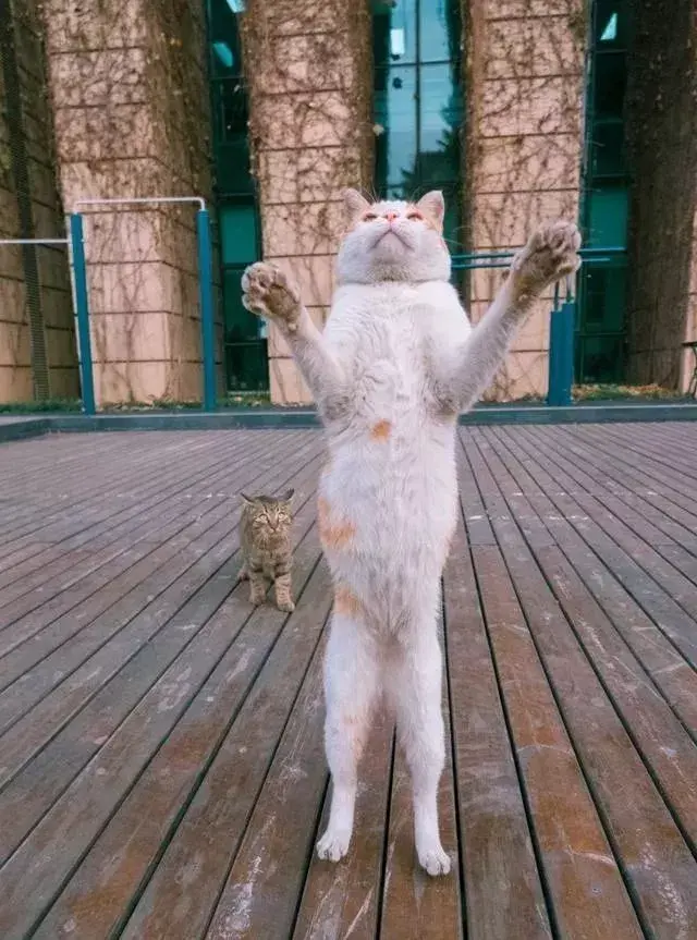 萌猫图片大全（猫咪图片可爱又呆萌）