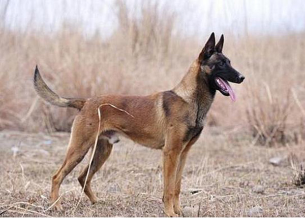 马犬不打疫苗能活的久吗（附：马犬多少钱一针疫苗）