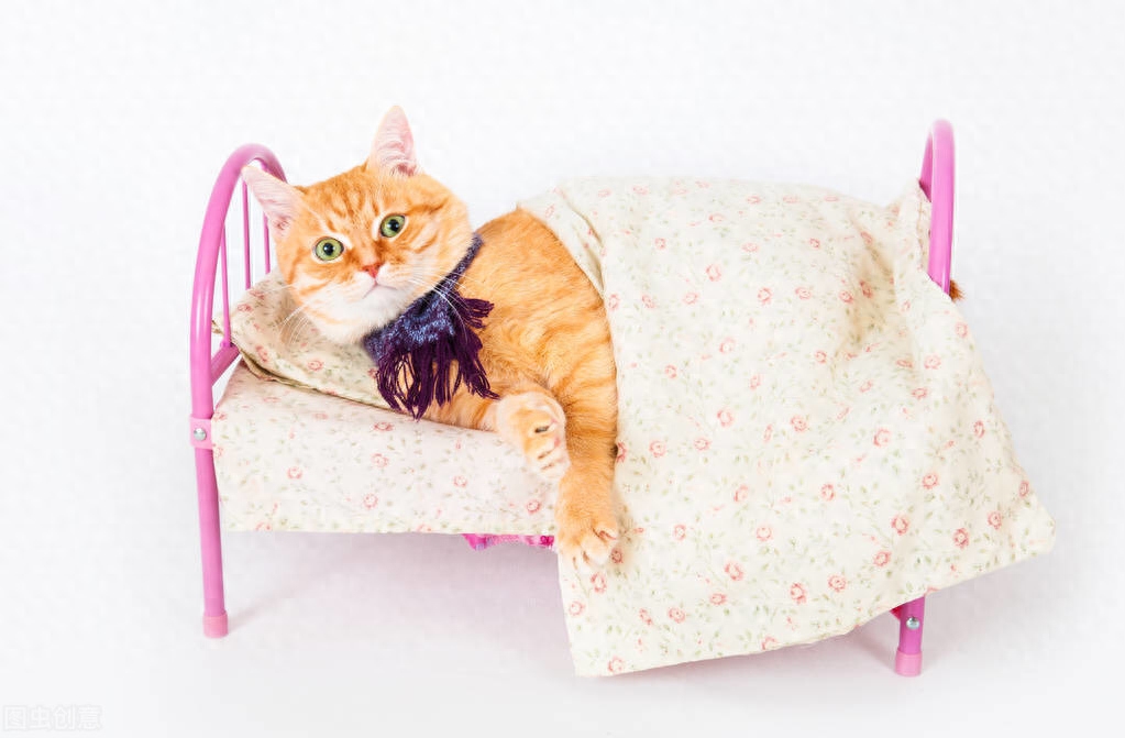 猫咪体温多少正常（注意：猫咪正常体温比人类稍高）