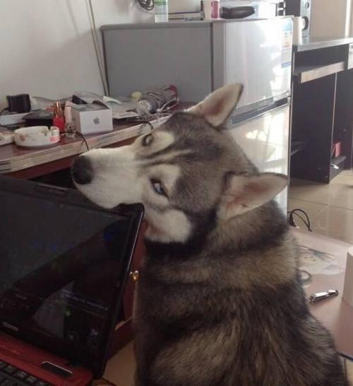 猫突然变蔫是什么毛病 猫咪临死前的征兆