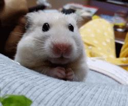 金丝熊怎么养才亲近主人（详解：新手如何获得金丝熊的信任）