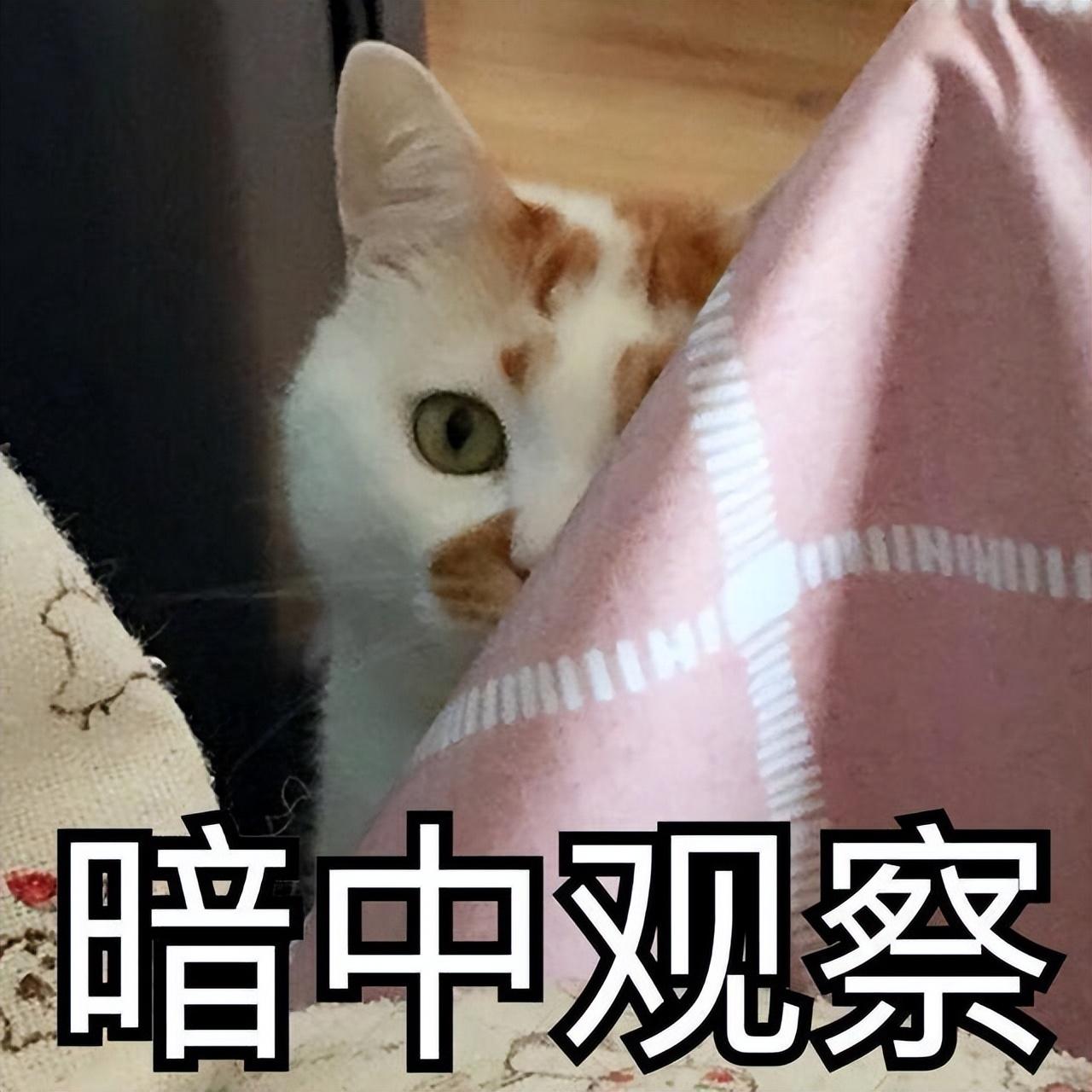 英短猫咪的图片与价位