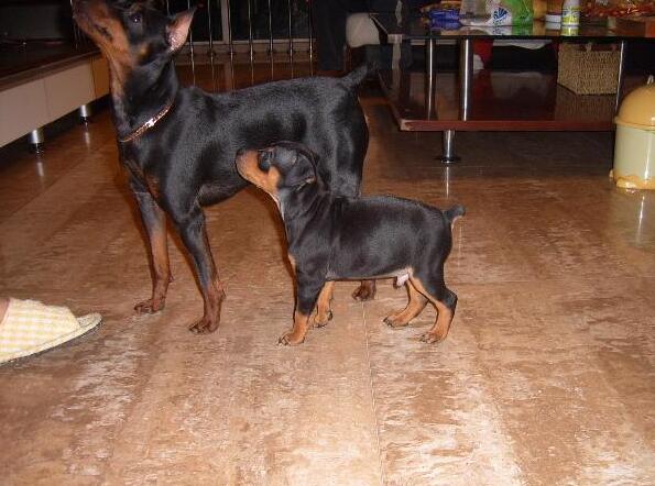 迷你杜宾犬性格如何（带你解读家养首选迷你杜宾犬）