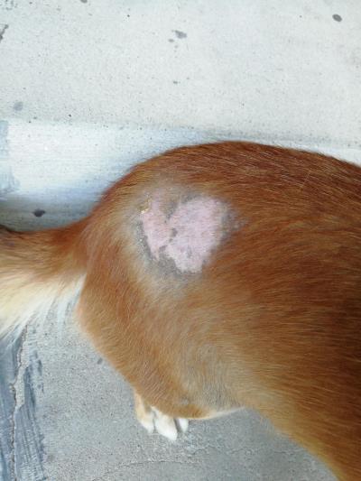 什么药治狗狗皮肤病最好(治疗狗狗皮肤病中药方)