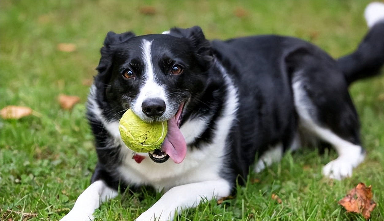 适合女生养的巨型犬（比较好养的巨型犬推荐）