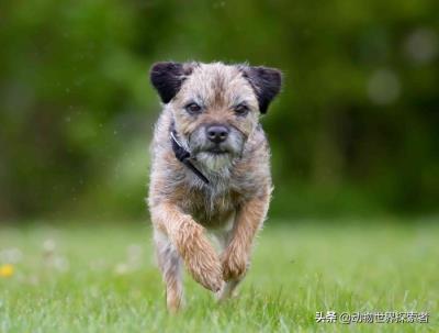 中国十大最受欢迎犬种（十大最受欢迎的家庭犬种）