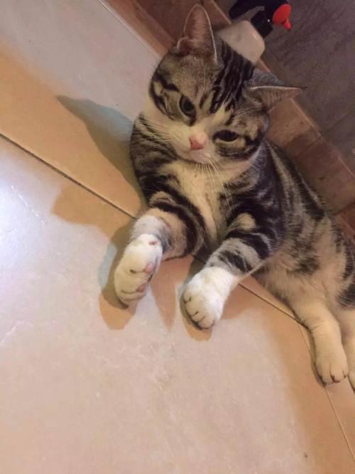 起司猫不能吃什么食物