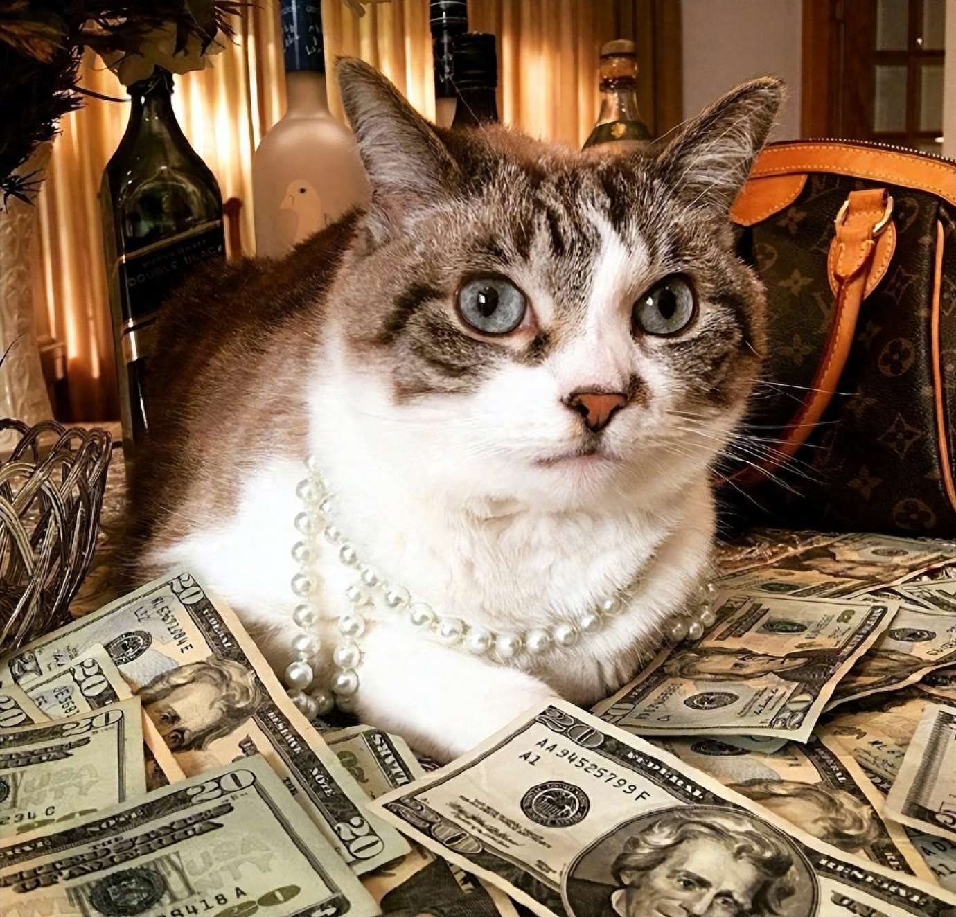 女猫咪高贵洋气的名字有哪些（中国人给猫“取名”气质拿捏得死死的）