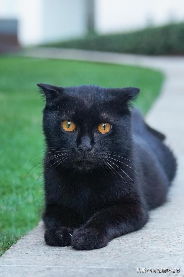 小猫拉稀能自愈吗(一个月小猫拉稀能自愈吗)