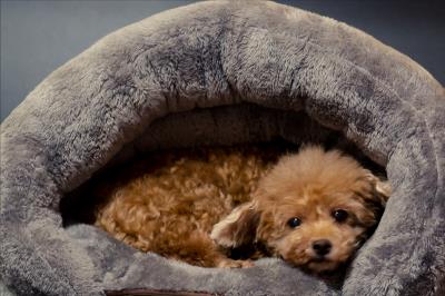 主人一定要注意：狗狗死后的七天要注意什么