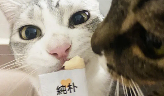 猫条里含有什么物质成分