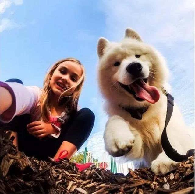 萨摩耶好养吗(告诉你养萨摩耶的4大好处)