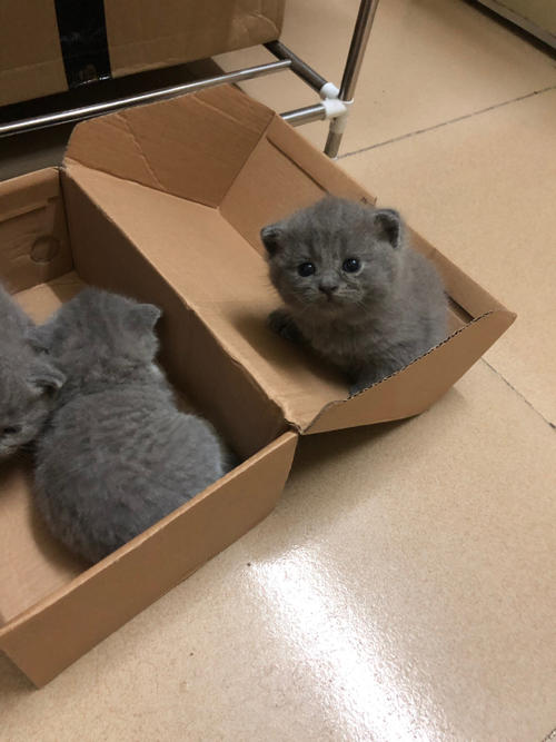 四蹄踏雪猫为什么贵 标准的四蹄踏雪狸花猫