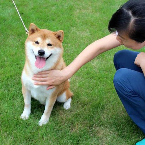 柴犬怎么训练（详解：柴犬训练方法口诀）