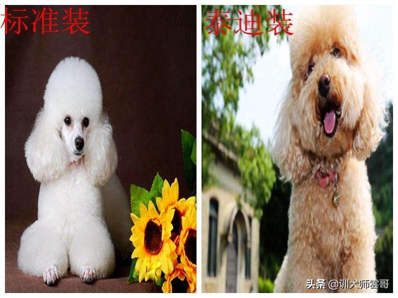 十种脾气好的小型犬介绍（小型犬哪个聪明好养）