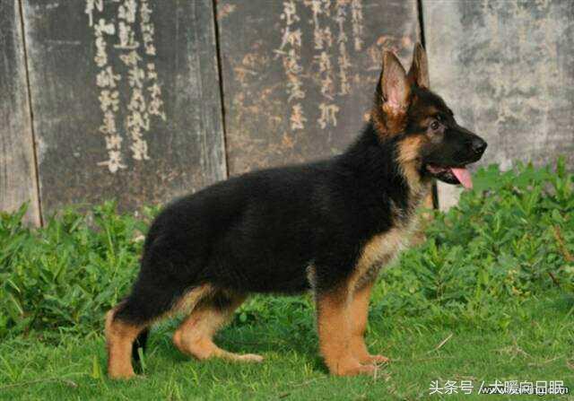 德牧幼犬怎么养才好呢（附：养德牧幼犬最佳方法）