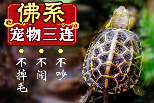 养龙猫害了一家人吗（学生耐养便宜的小宠物大全）