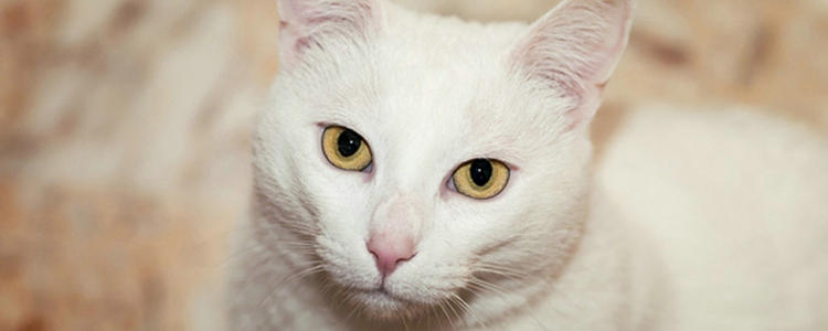 幼猫嗓子一直咕噜咕噜 猫咪呼吸声像有痰呼噜