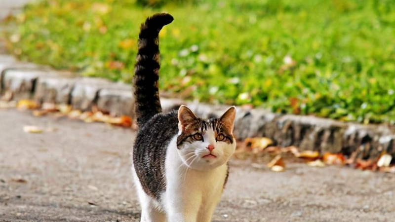 猫尾巴竖并松散起来是好信号