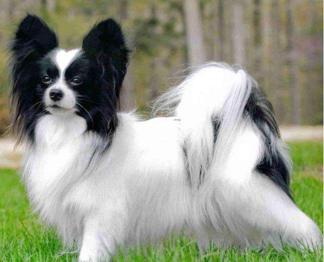 分享养蝴蝶犬的五大理由（蝴蝶犬好养吗）