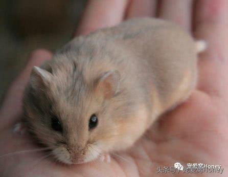 盘点各种色系的坎贝尔仓鼠（为何不建议养银狐仓鼠）