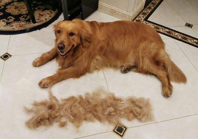 女人为什么不能养金毛