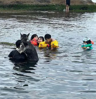 狗狗“杀死”自己主人的几率很小，但绝不会是零...