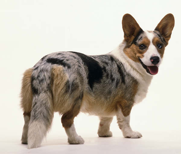 宠物犬排名及图片大全（宠物犬种类大全及名称）