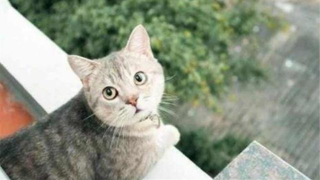 猫咪发烧会是什么症状