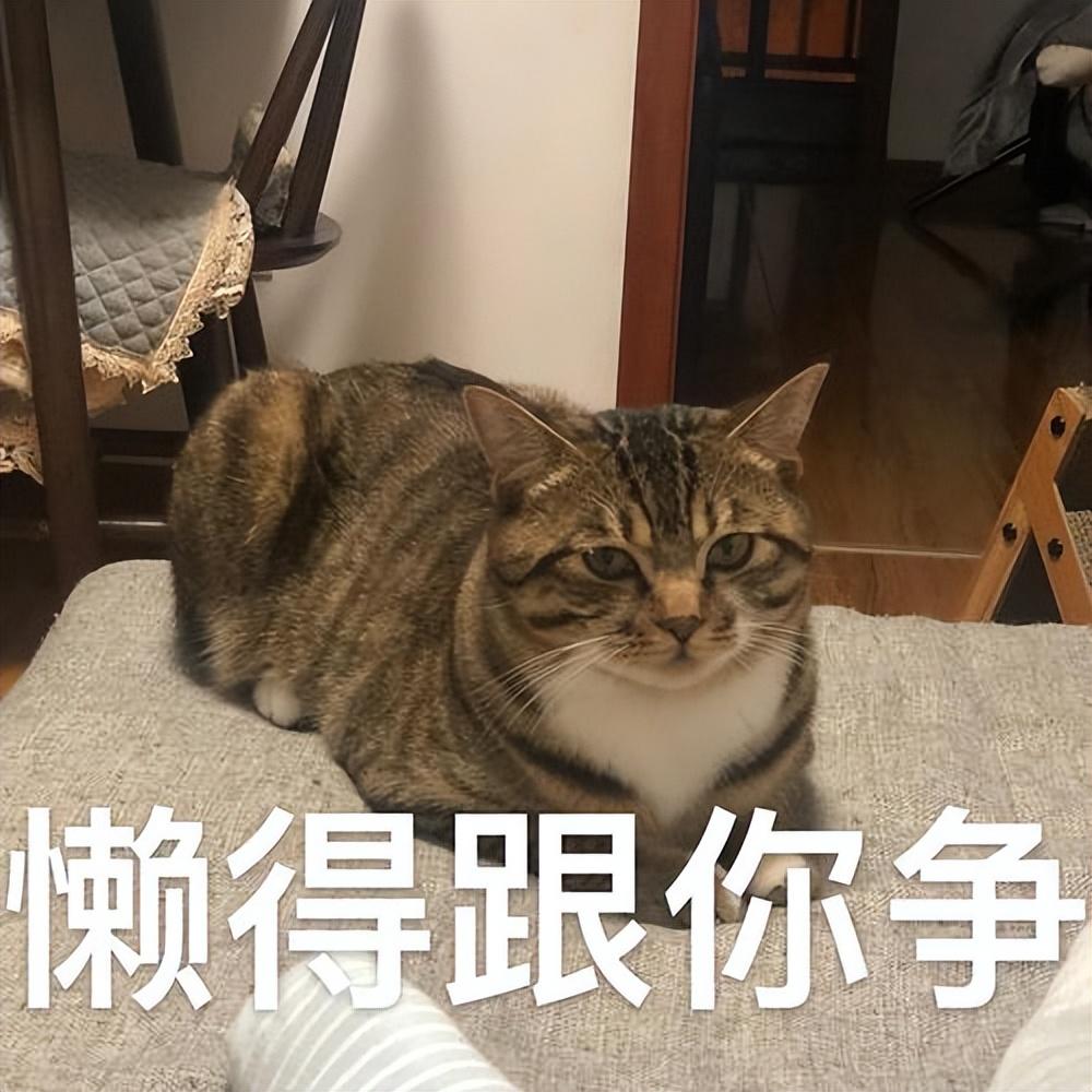 了解狸花猫的优点