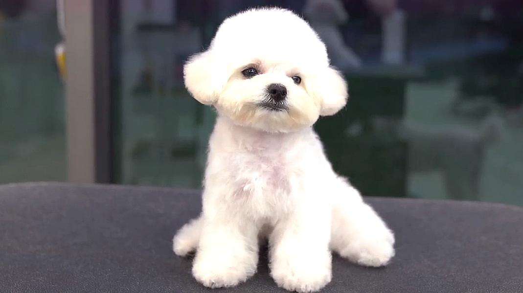 盘点五大好养的小型犬（适合家养的小型犬有哪些）