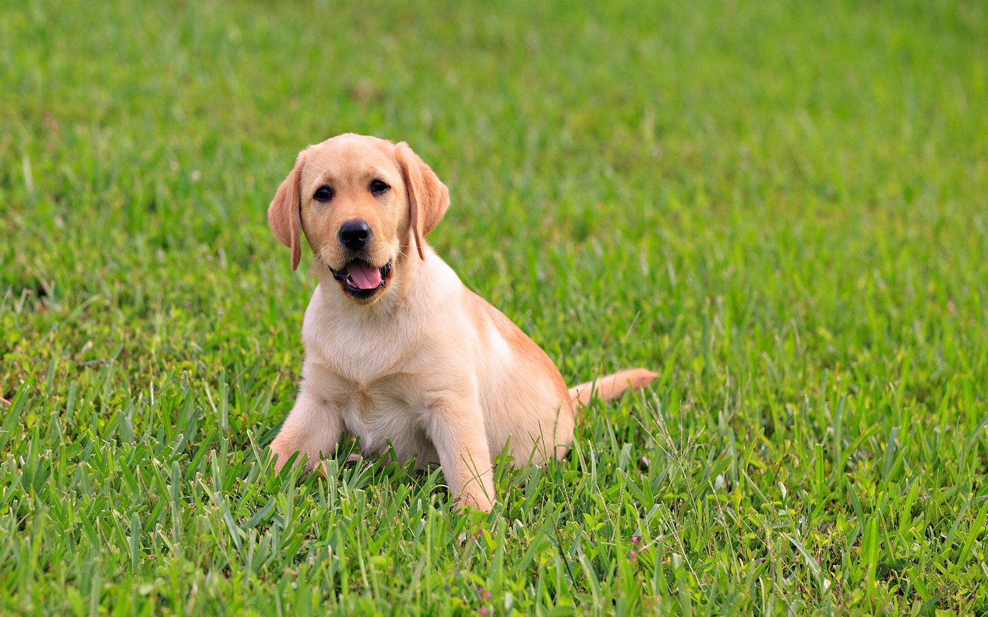 拉布拉多怎么养（详解：养拉布拉多的技巧与细节）