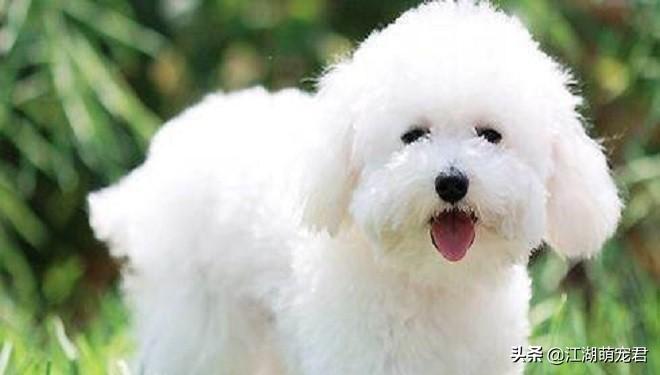 养比熊正确的方试（比熊犬怎么照顾）