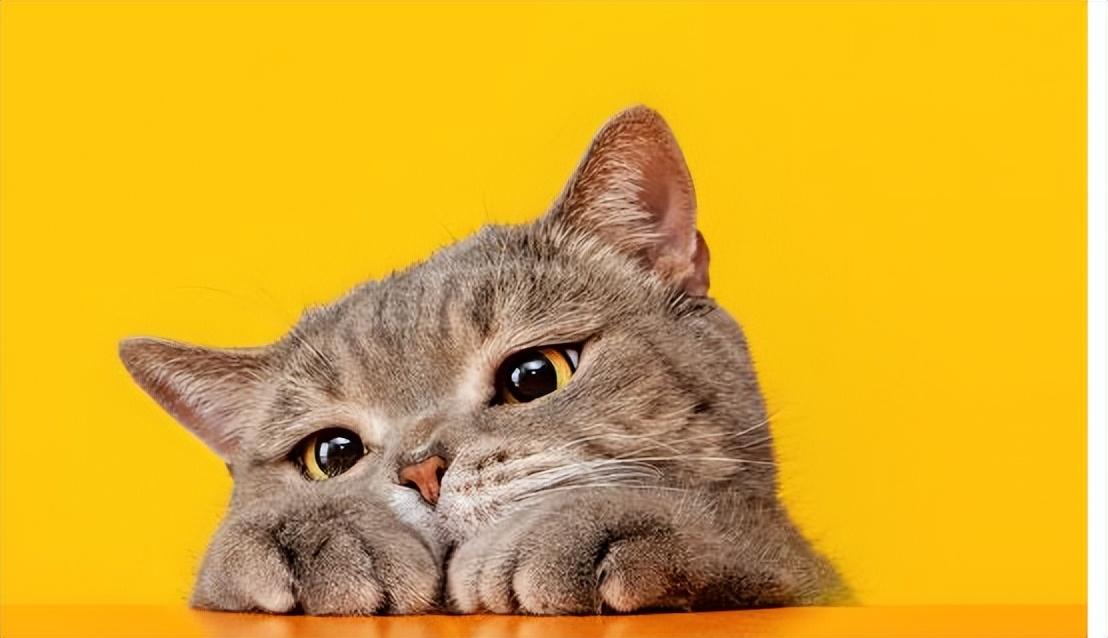 公猫太胖了怎么办（ 分享猫咪减肥知识大全）