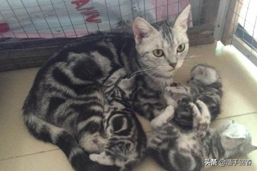 猫咪难产的表现（附：猫咪难产的原因及解决办法）