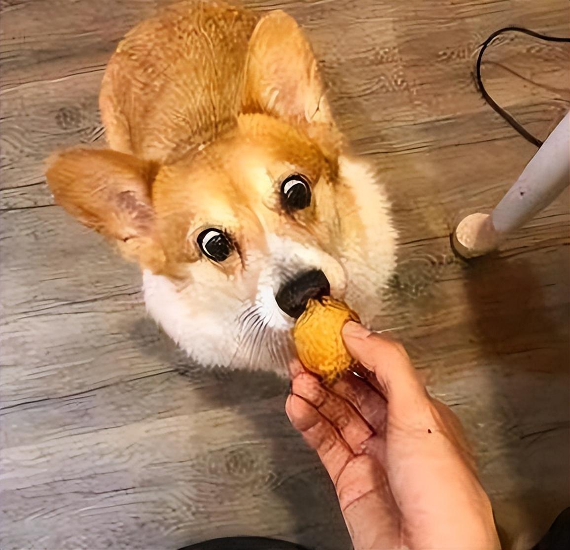 养柯基的好处和坏处（柯基犬适合家养吗）