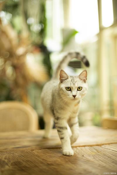 被自家猫抓伤出血要打针吗