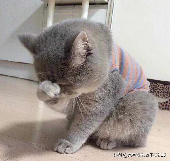 人类吃的维生素b族猫能吃吗(可以,大猫一次一粒)