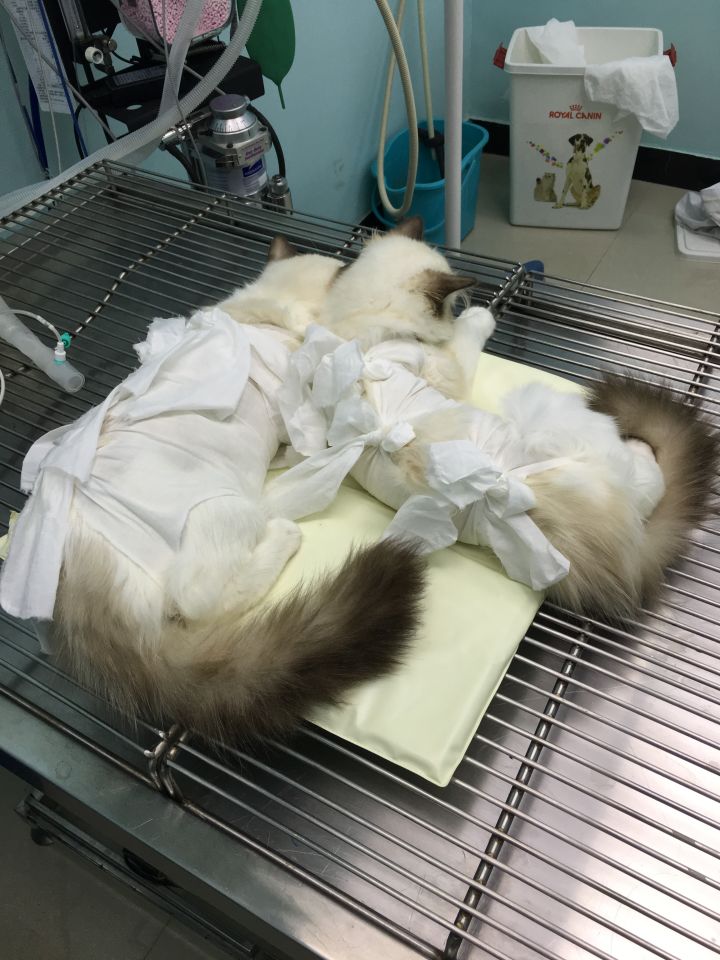 母猫怎么做绝育手术(母猫绝育手术图解)